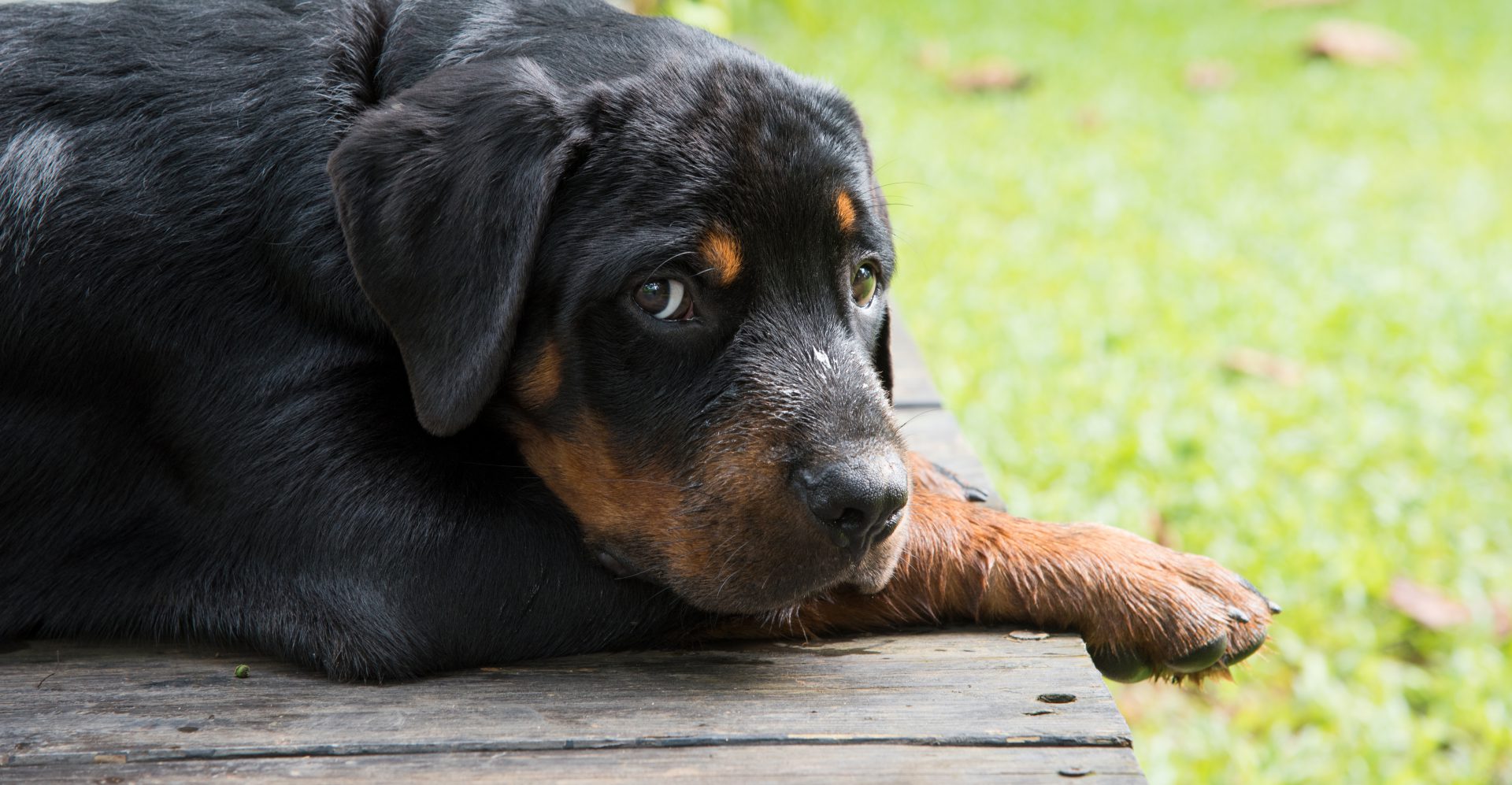 Der robuste BecoBone von Beco Pets