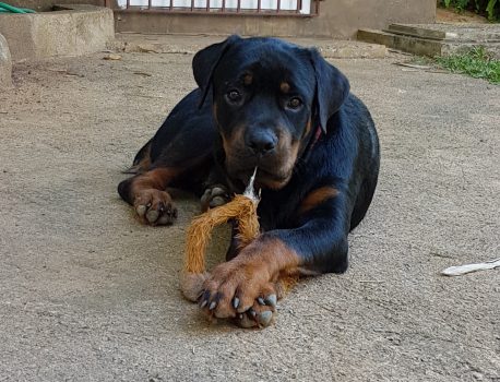 Schadstofffreie Hundespielzeuge – Meine Produktetester