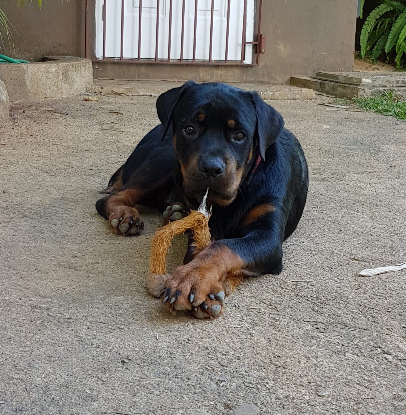 Schadstofffreie Hundespielzeuge – Meine Produktetester