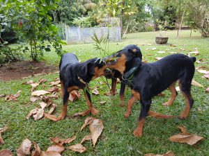 Rottweiler beim Spielen