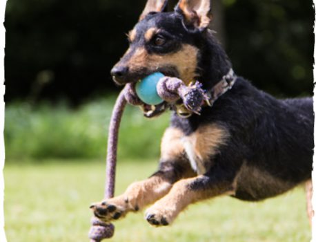 Ein Wurfspielzeug von Beco Pets