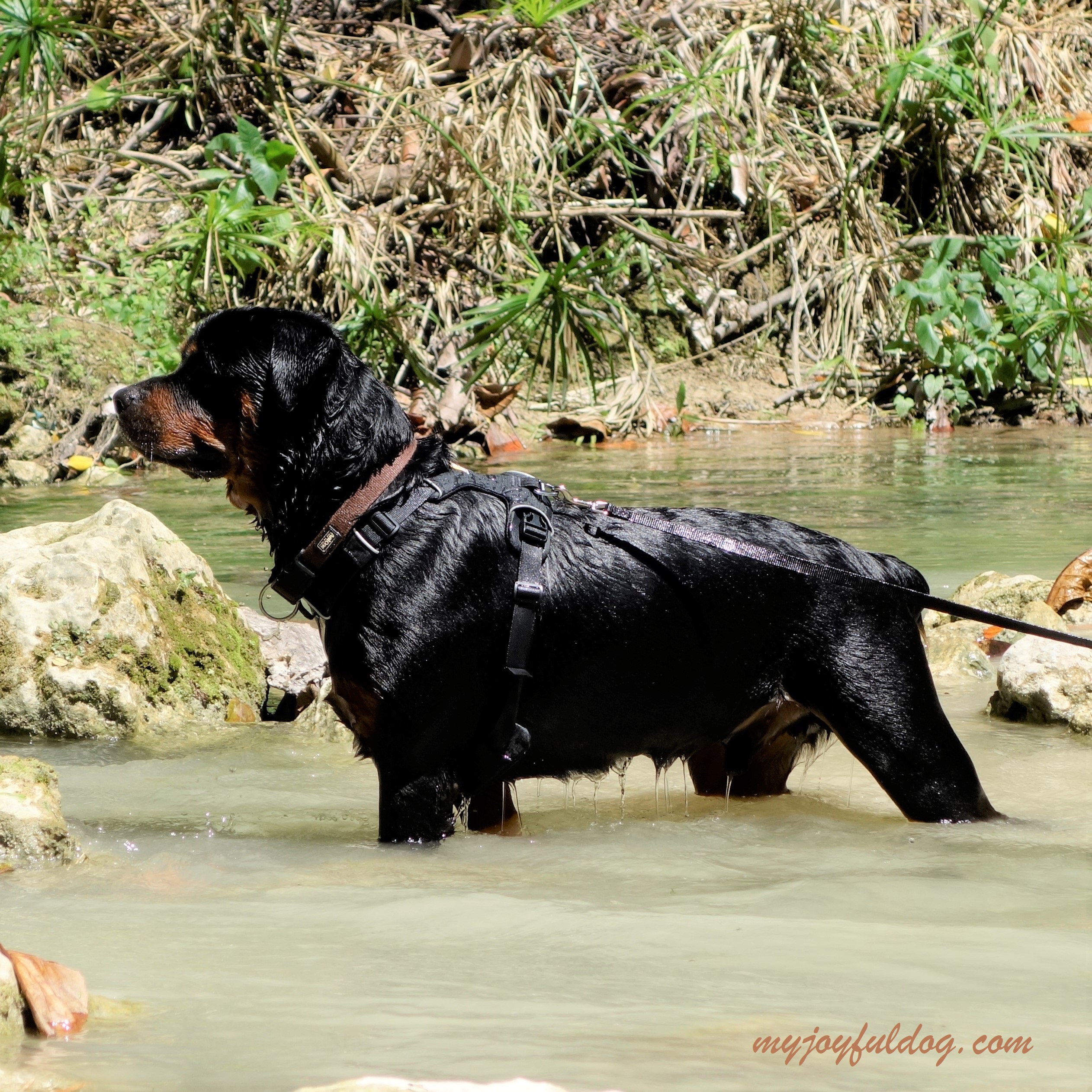 Ein Geschirr von Ruffwear