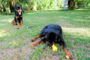 Ruffwear-Gourdo