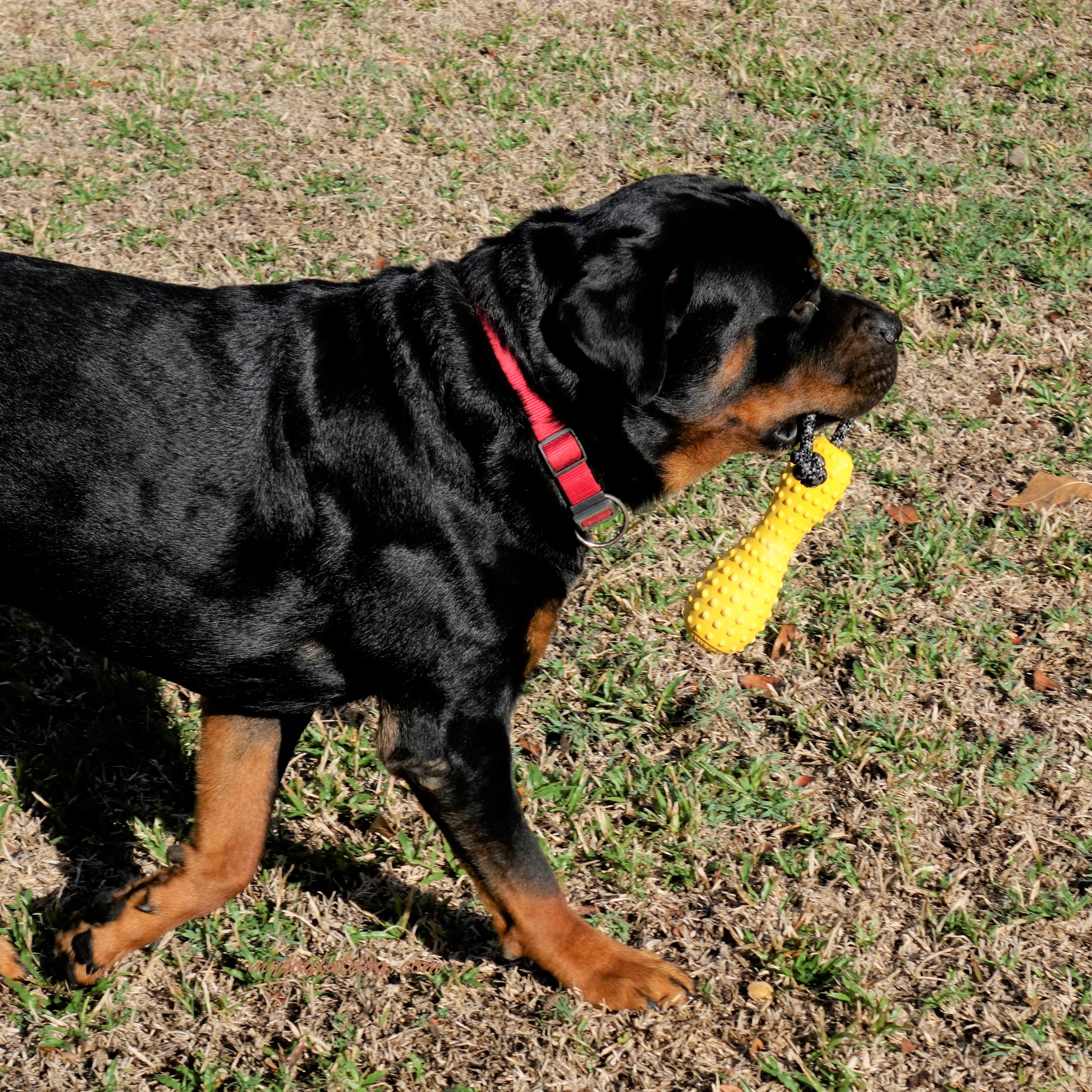 Der Gourdo von Ruffwear